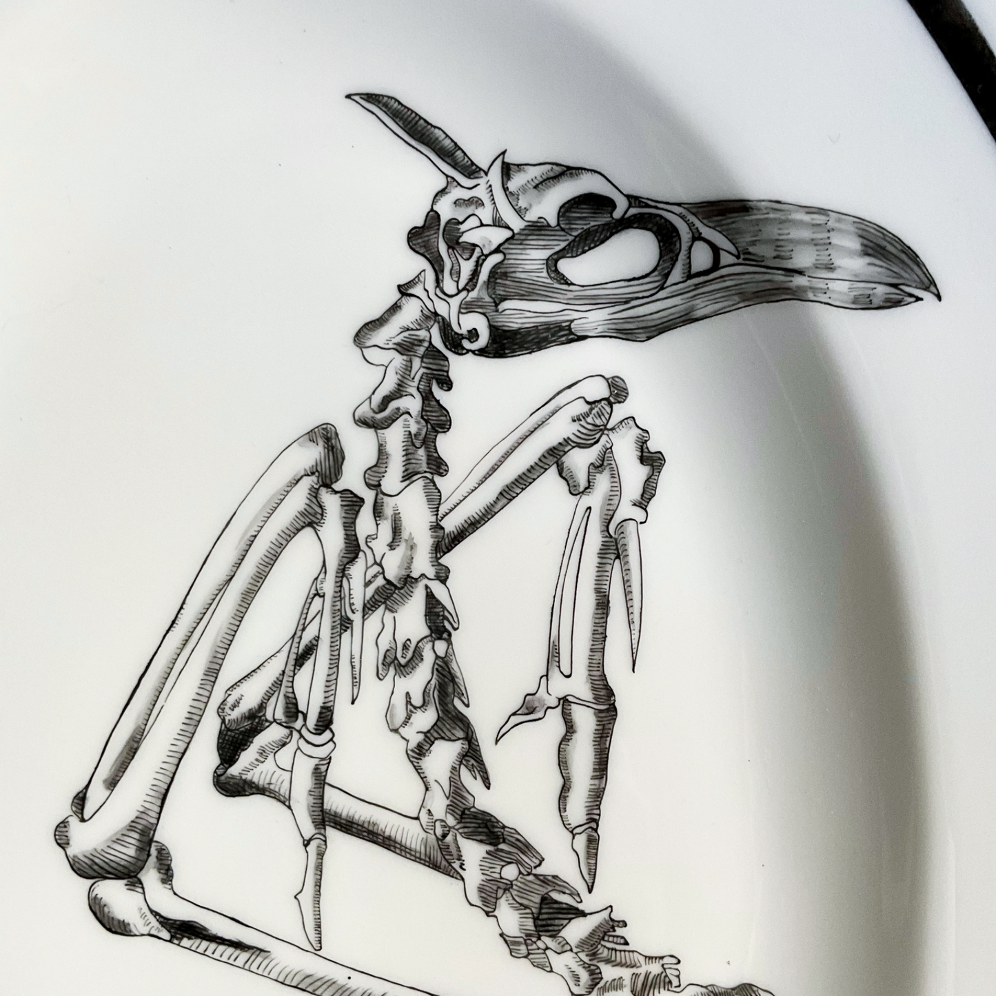 Vassoio "Monstrorum Historia" di Ulisse Aldrovandi - Scheletro Cormorano